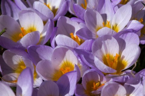 Best Colorado Perennials for a Colorful Spring Garden | Online ...