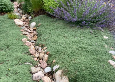 Wooly Thyme Lawn Alternative